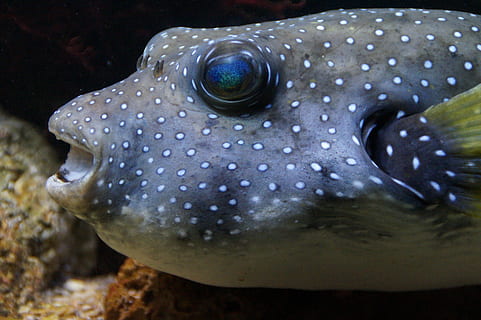 selective focus photography of gray and white spotted puffer fish HD wallpaper