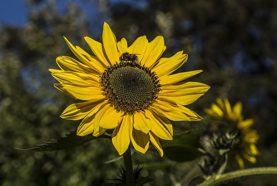 sun, sun flower, hummel, rays, close, bloom, yellow, nature HD wallpaper
