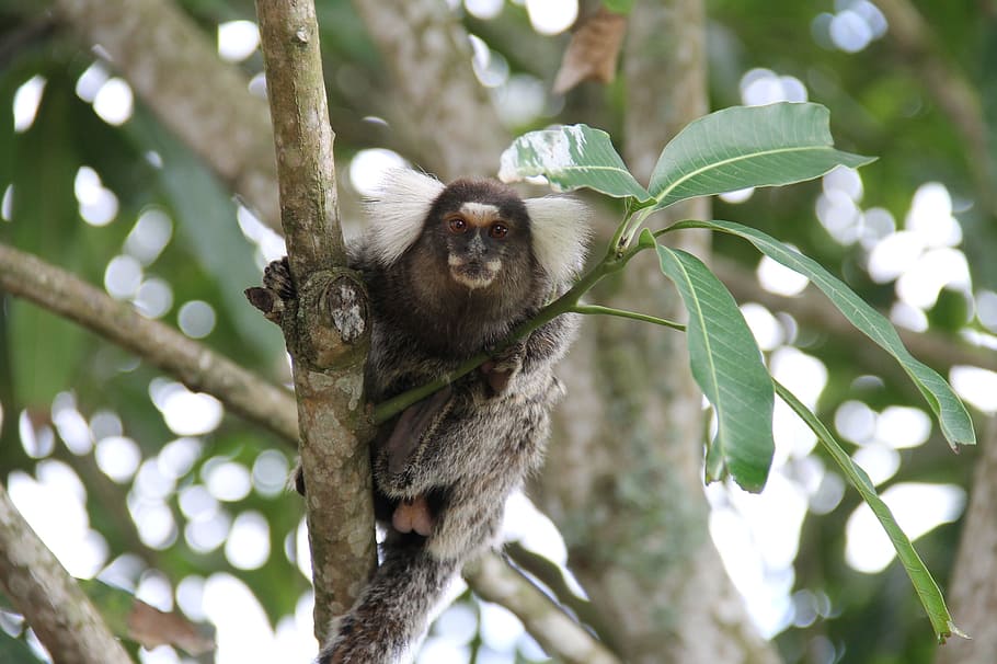 Marmoset, Monkey, Primate, Hose, Hairy, climbed, tree, itabaiana, HD wallpaper