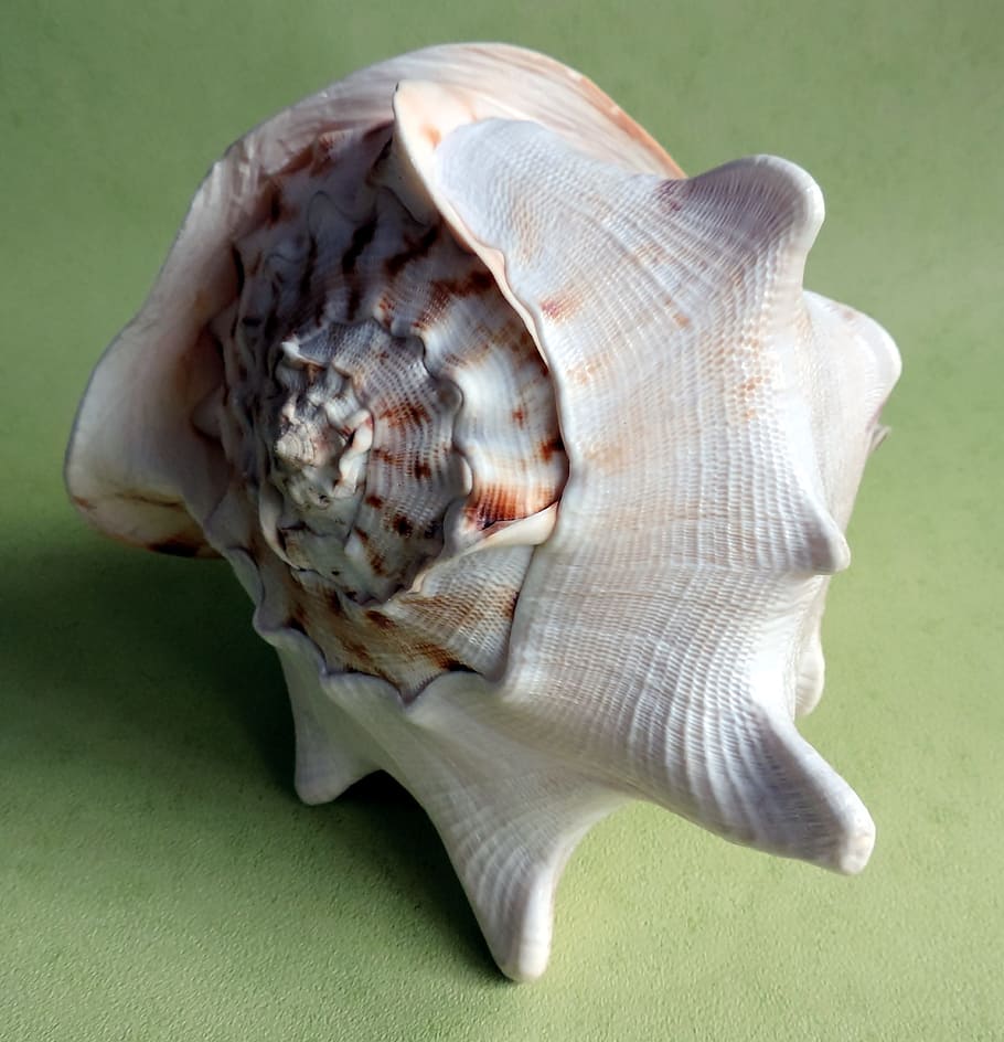 Seashell, Ocean, Snail, nature, animal, animal Shell, close-up HD wallpaper