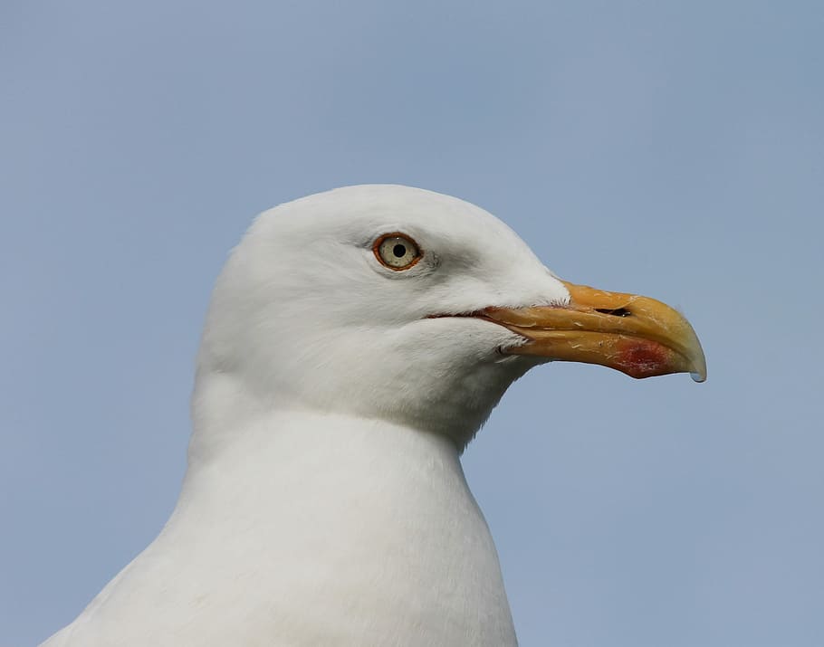 seagull, close up, head, seevogel, water bird, charadriiformes HD wallpaper