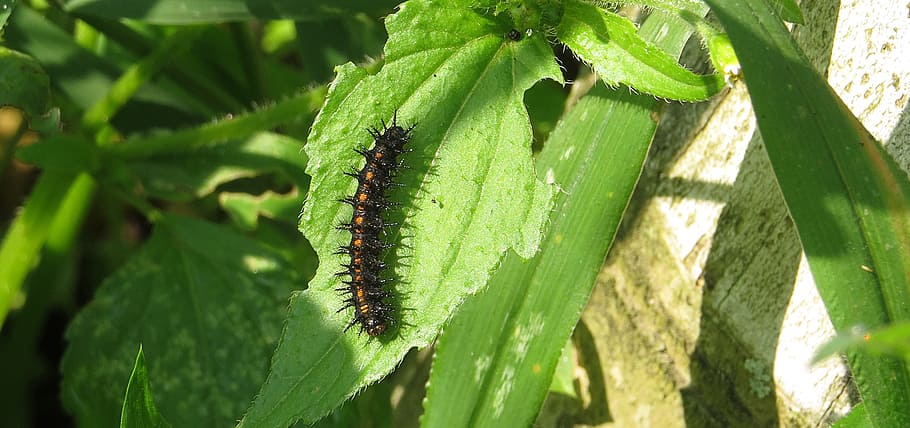 insect, nature, macro, worm, colombia, green color, plant, leaf HD wallpaper