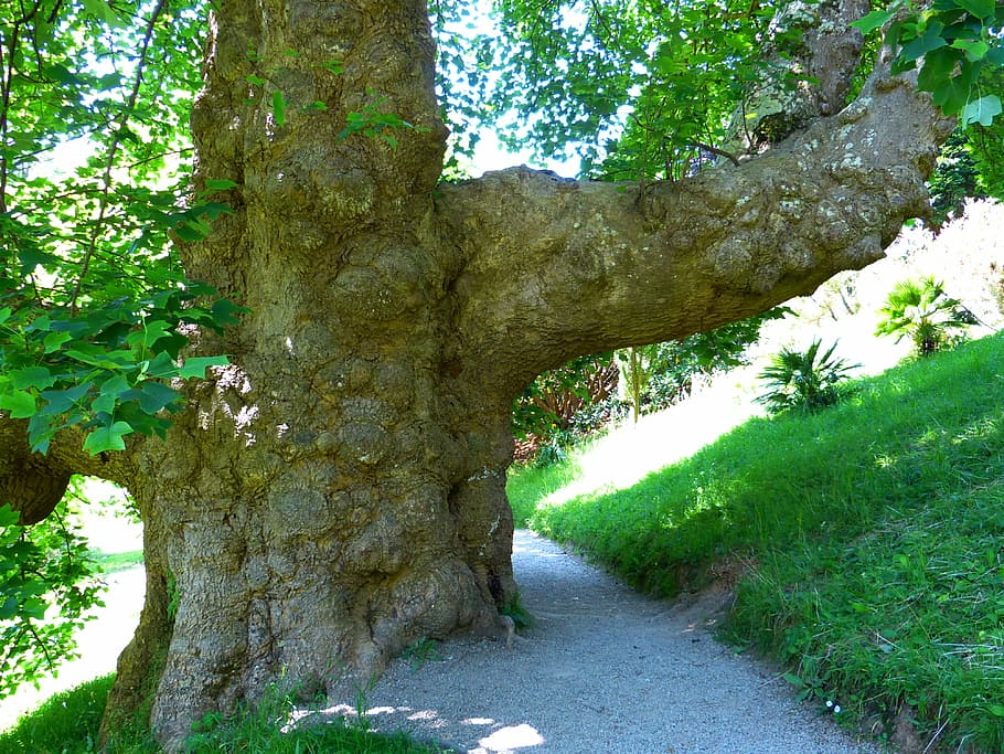 log, thick, large, powerful, thicker stem, tree, tulip tree HD wallpaper