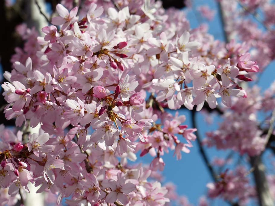 sakura, cheery blossom, sky, spring, tree, pink, nature, plant, HD wallpaper
