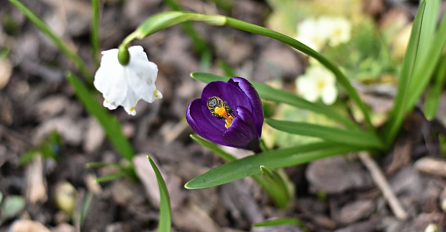 nature, flower, leaf, plant, flowering plant, freshness, fragility HD wallpaper