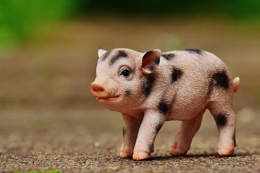 pink and black piglet figurine on brown surface, figure, cute HD wallpaper