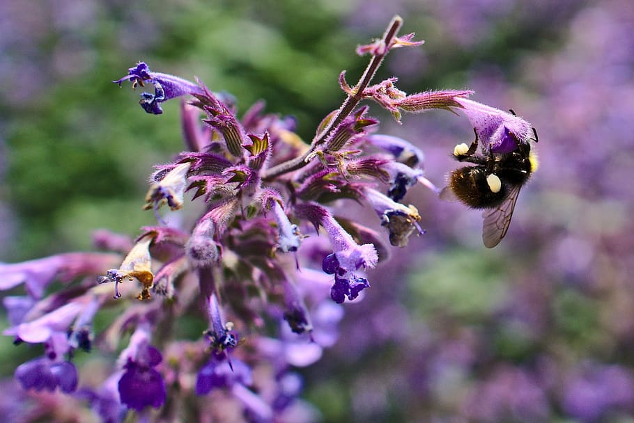 bumblebee, purple, flower, pollination, flowering plant, beauty in nature HD wallpaper