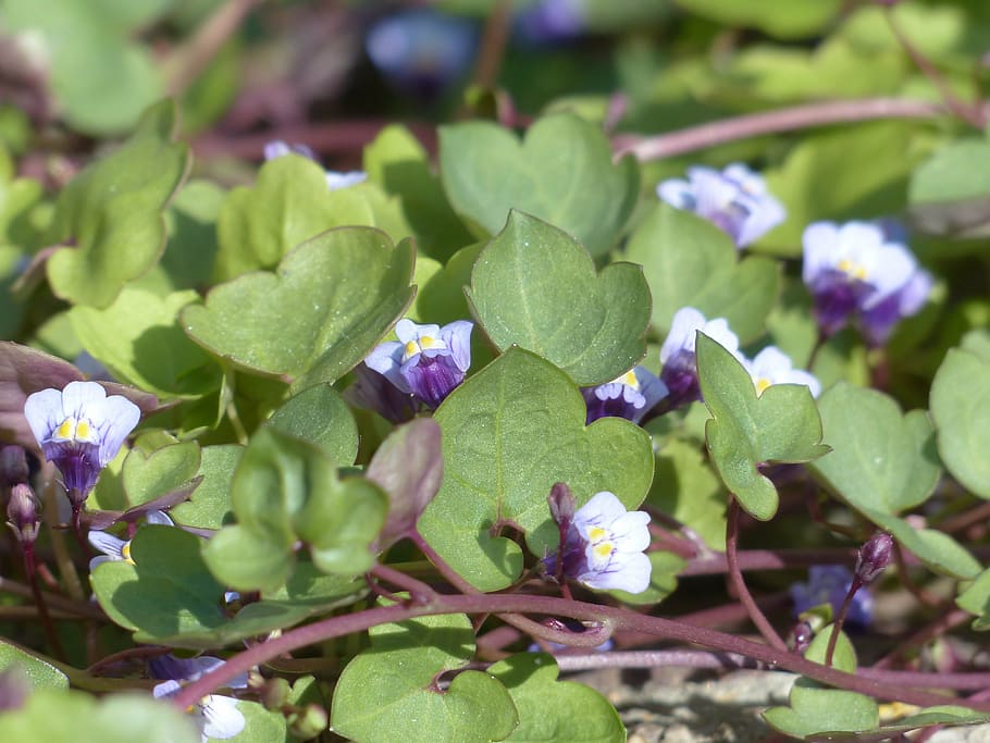 dulcimer herb, blossom, bloom, blue, violet, purple, zymbelkraut HD wallpaper