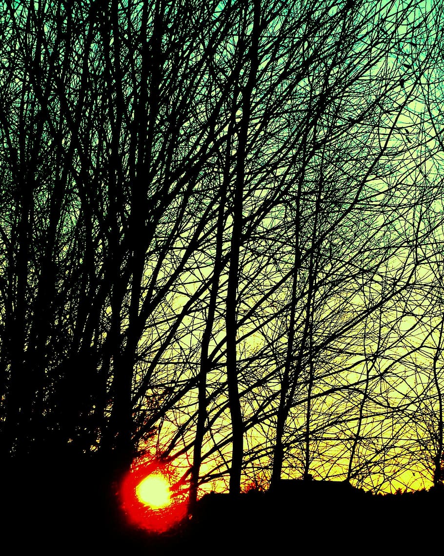 Sunset, Tree, Branches, Silhouette, evening, dusk, nature, landscape HD wallpaper