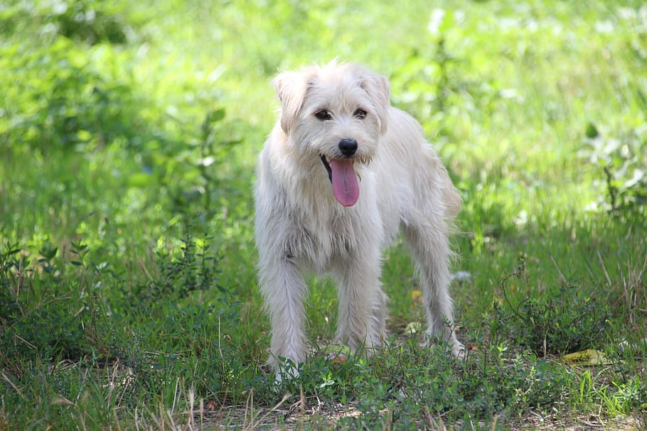 dog, meadow, green, hell, attentive dog, dog searches, animal HD wallpaper
