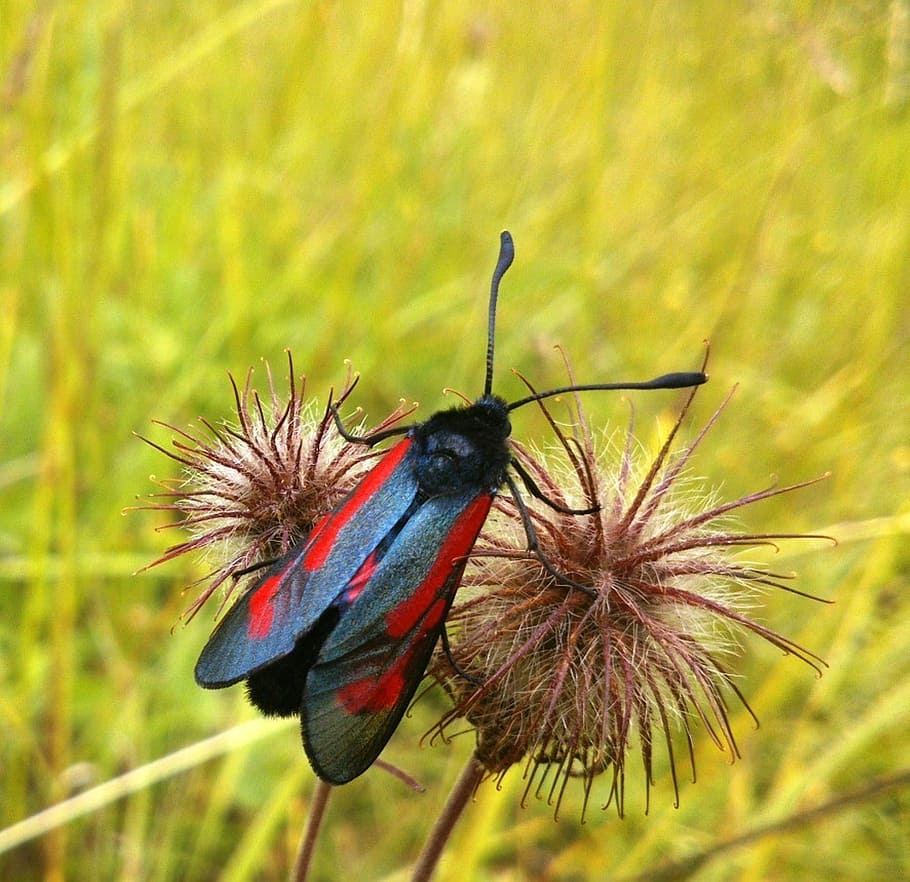 insect, red, beetle, dandelion, summer, closeup, bright, macro HD wallpaper