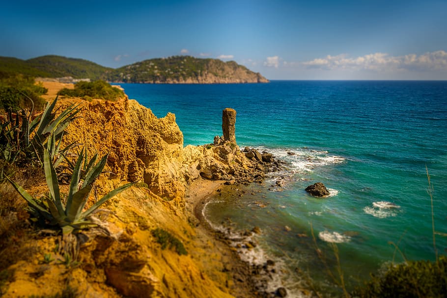 green snake plant on rock formation near seashore at day time HD wallpaper