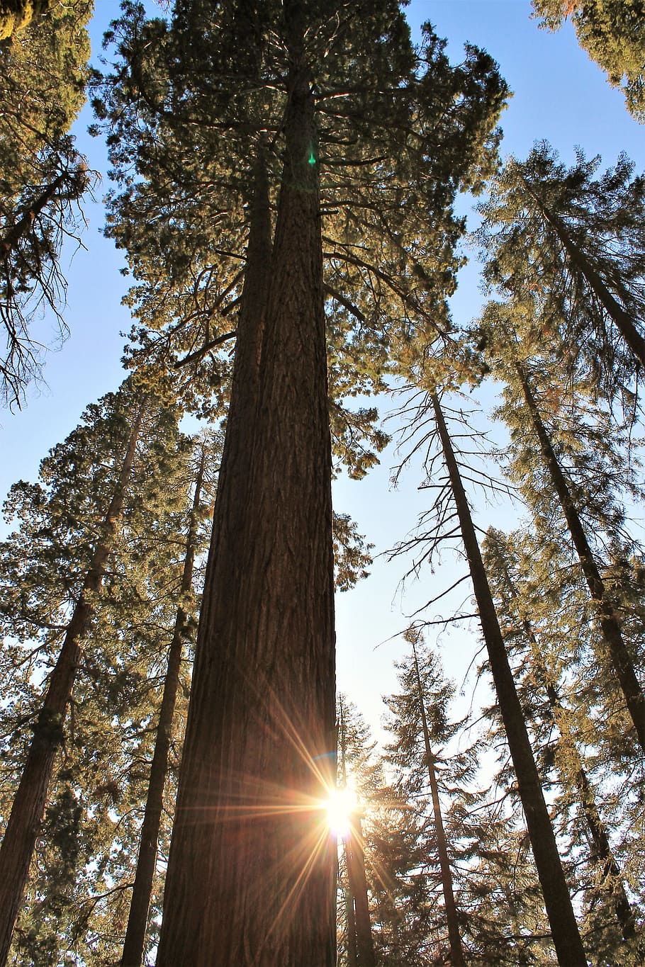 trees, sequoia, nature, plant, tree trunk, low angle view, sunlight HD wallpaper