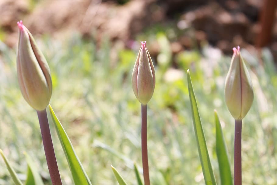 blooming, budding, flowering, flowers, plants, spring, flowering plant HD wallpaper