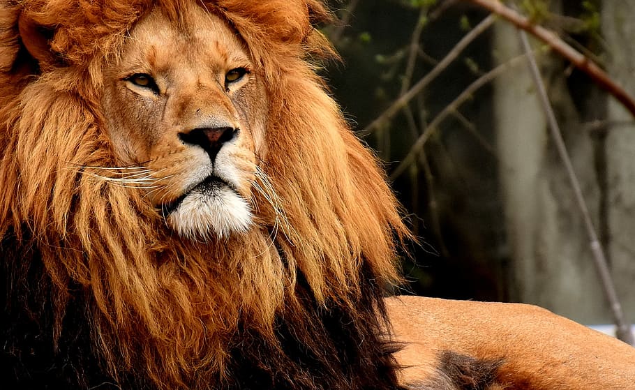 brown Lion selective focus photography, predator, dangerous HD wallpaper