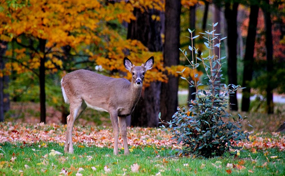 fauna, deer, fall, leaves, park, animal, nature, wildlife, forest