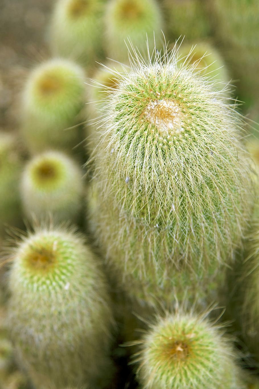 Cactus, Cacti, Green, Plants, Desert, nature, botanical, garden HD wallpaper