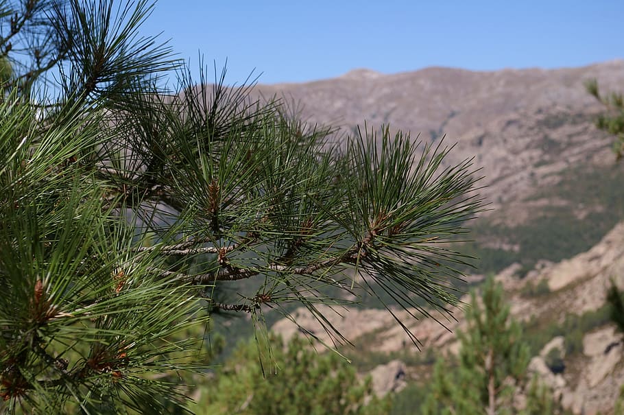 nature, sky, tree, landscape, panoramic, corsican, park, summit HD wallpaper