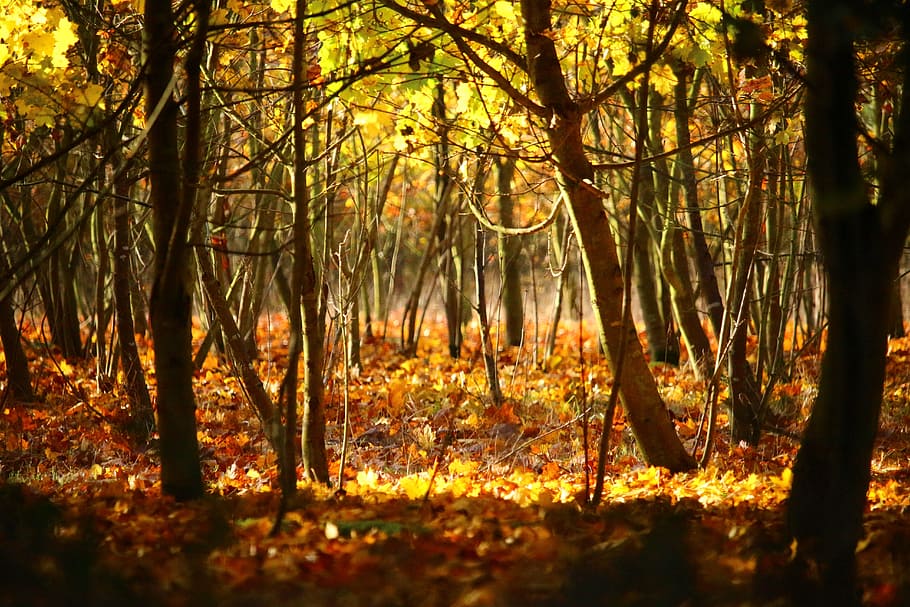 Autumn, Forest, Trees, Leaves, fall foliage, fall color, woodland HD wallpaper