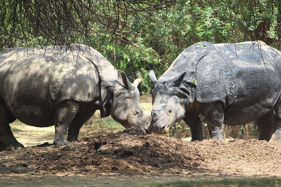 rhinoceros, zoo, couple, animal, nature, wildlife, big, mammal, HD wallpaper