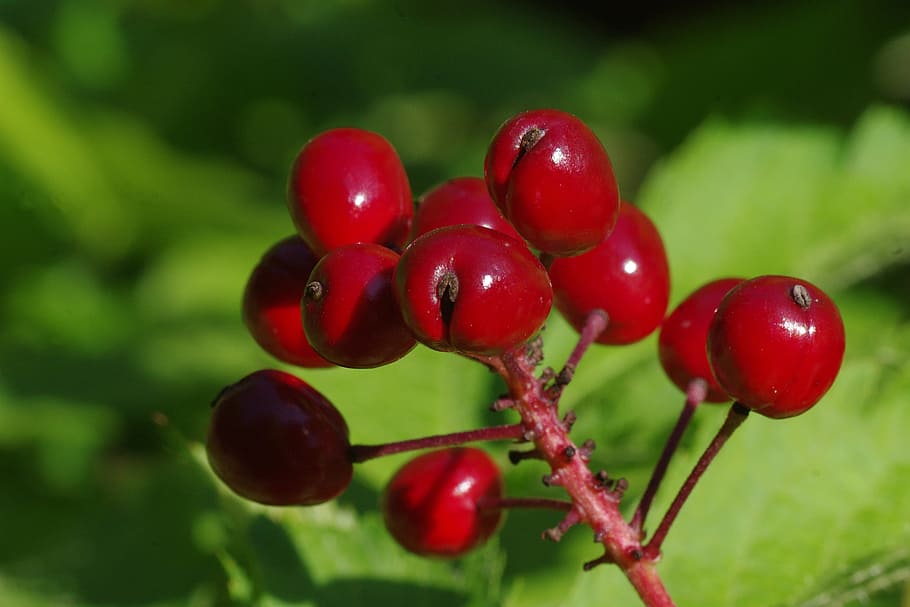 Berries, Plant, Macro, Nature, red, close, fruit, leaf, ripe HD wallpaper