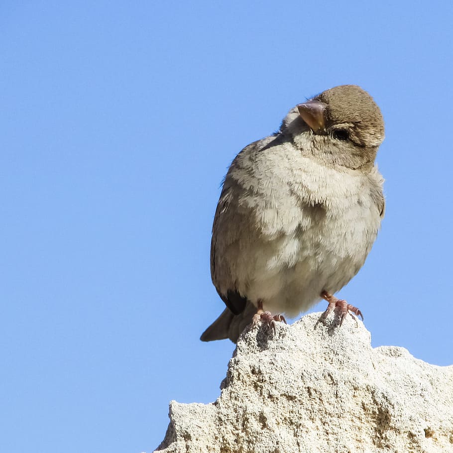 brown bird on top of rock during daytime, sparrow, sitting, looking, HD wallpaper