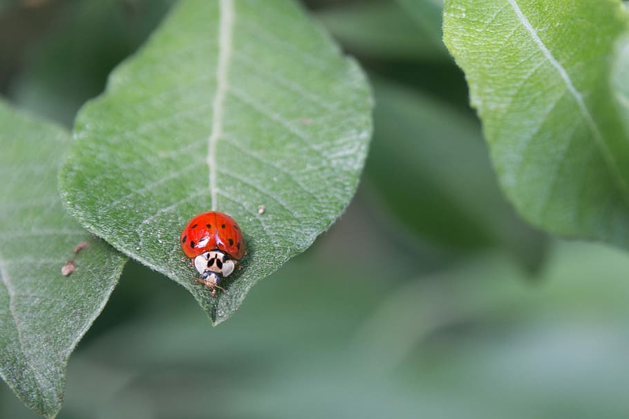 ladybug on leasf, lady bug, lady beetle, leaf, macro, plant part HD wallpaper