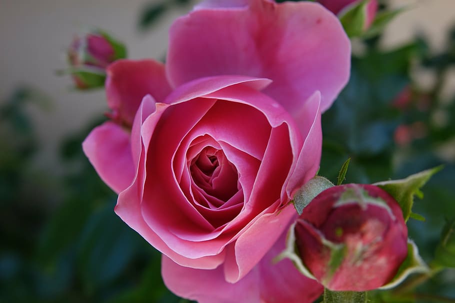 pink, red, flower, flowering plant, rose, rose - flower, beauty in nature HD wallpaper