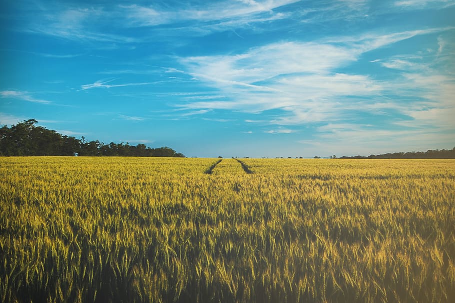 landscape photography of grass field, rice field during day time HD wallpaper