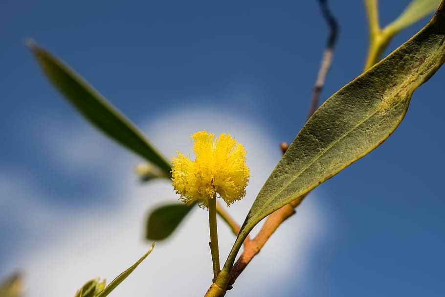 Flower, Yellow, Nature, Tree, Blossom, plant, close-up, leaf HD wallpaper