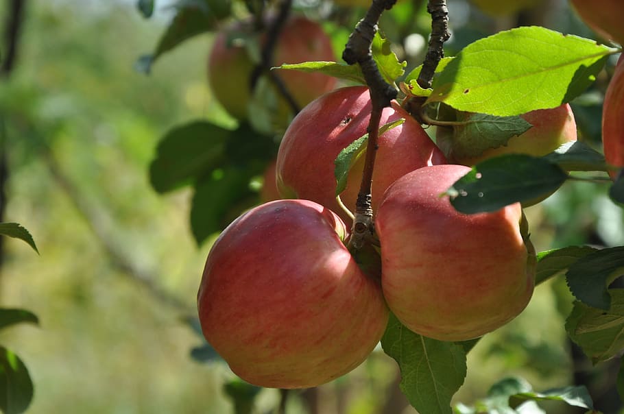 red apples, apple tree, summer, fruit, fruity garden, apples on a branch HD wallpaper