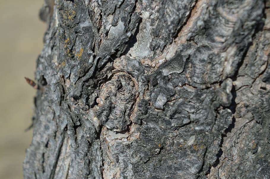 tree, bark, nature, knot, wood, trunk, forest, textured, tree trunk HD wallpaper