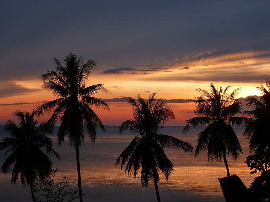 Sunset, Palm Trees, Beach, silhouette, no people, scenics, sky HD wallpaper