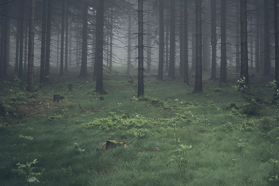 green grass field in pine tree forest, woods, trees, nature HD wallpaper
