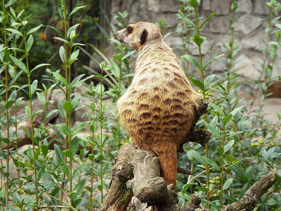 zoo, animals, wild animals, animal themes, one animal, mammal HD wallpaper