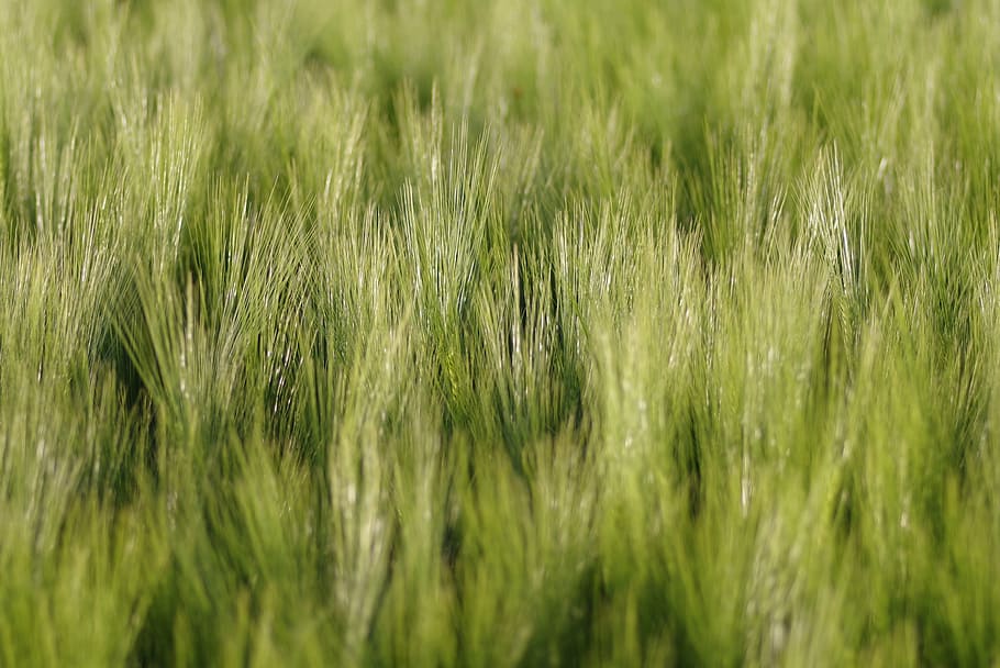 corn, field, ears, the background, green, agriculture, harvest HD wallpaper