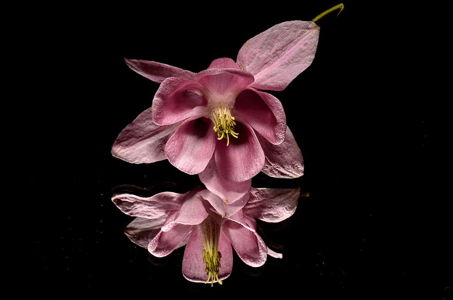 Flower, Pink, Mirror, black background, fragility, petal, flower head HD wallpaper