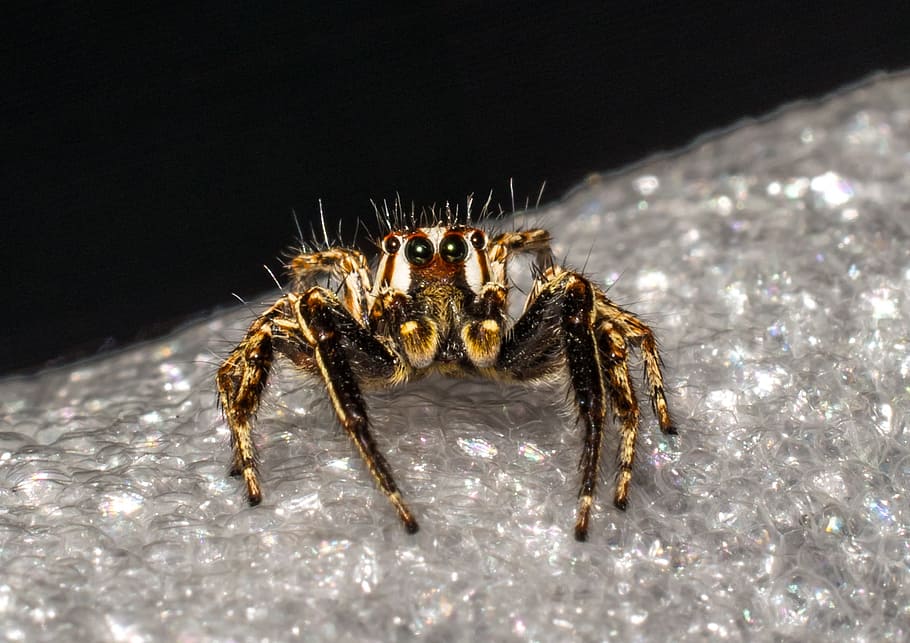 Jumping Spider, Small, small spider, insect, close, one animal HD wallpaper