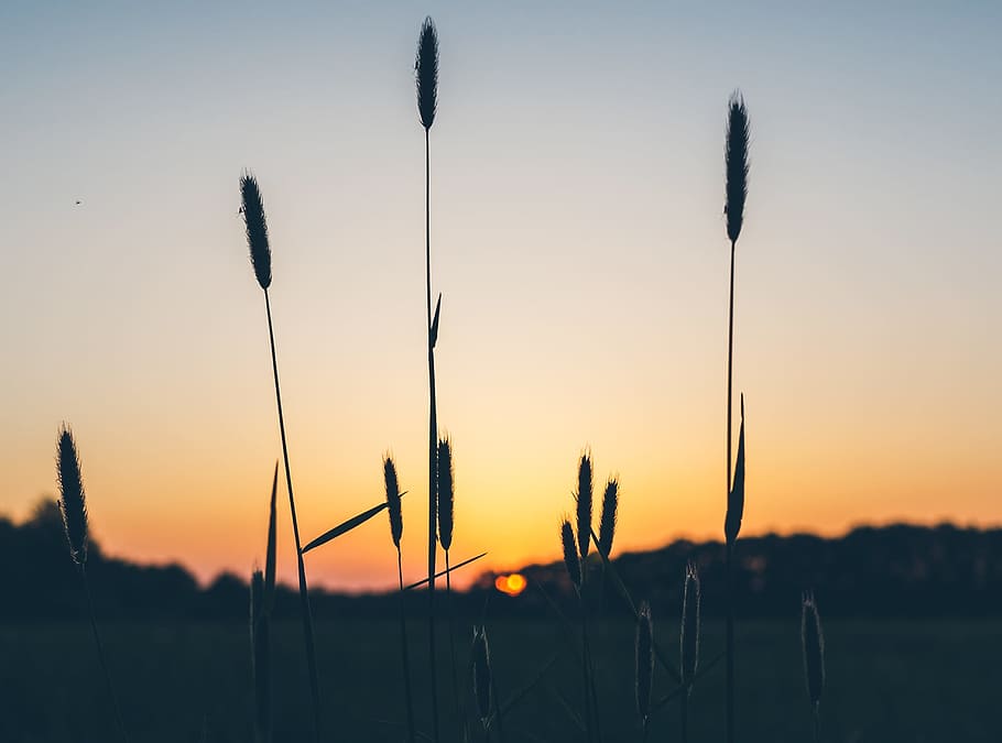 silhouette of plants at golden hour, shallow focus photography of green plants HD wallpaper