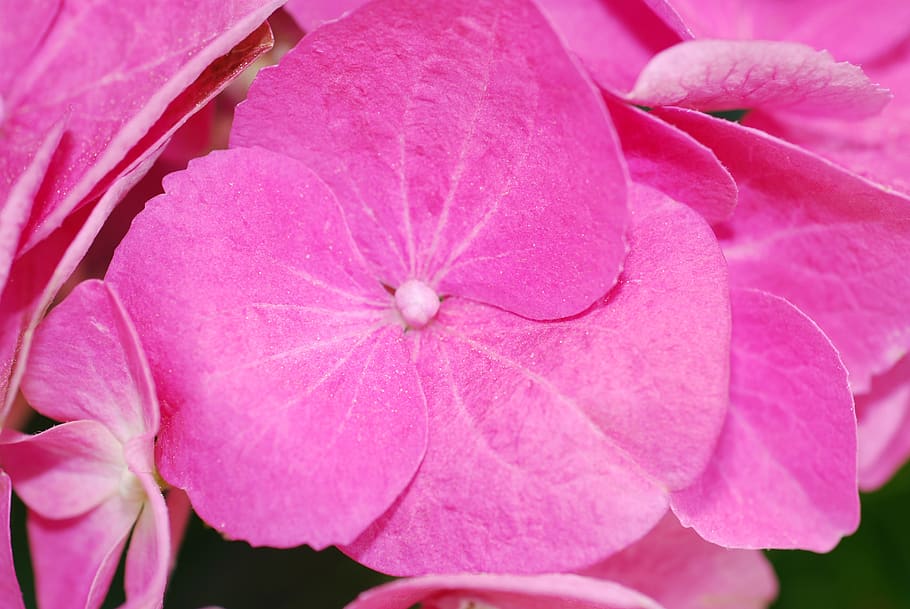 plant, hydrangea, blossom, bloom, pink color, flowering plant HD wallpaper