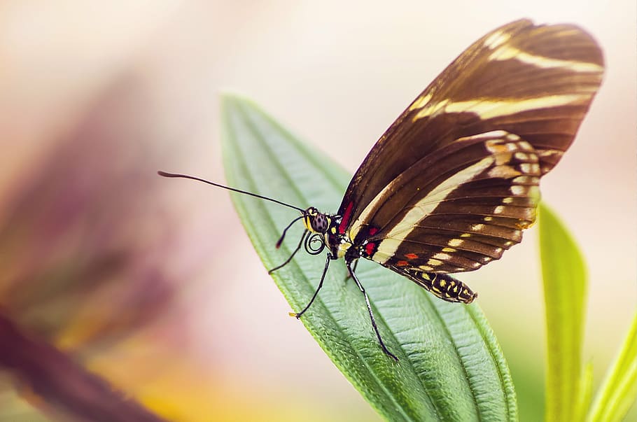 butterfly, insect, leaf, macro, nature, wings, butterfly - Insect HD wallpaper