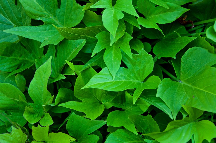 green leafed plants, leaves, ivy, textures, background, nature HD wallpaper