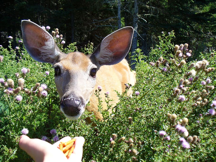 deer, feed, anticosti island, animal, nature, mammal, plant HD wallpaper