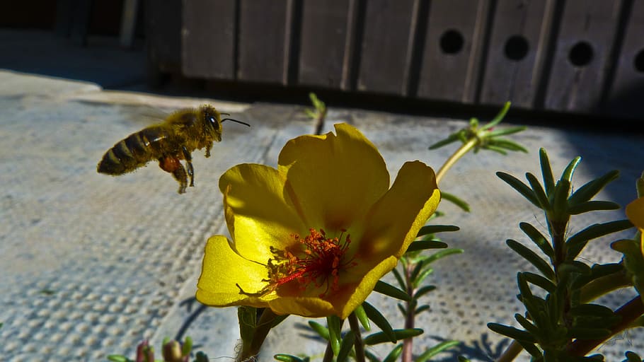 Flower, Pollen, Bee, yellow, petal, plant, day, fragility, flowering plant HD wallpaper
