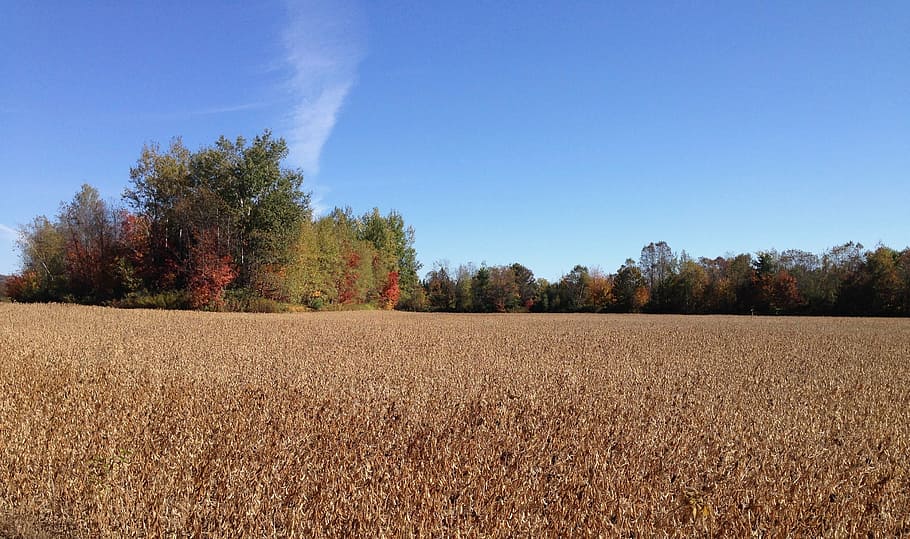 fields, horizon, blue, earth, light, sky, grass, landscape HD wallpaper