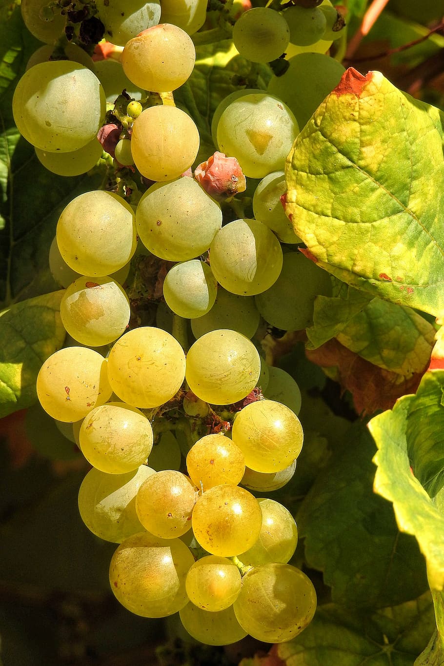 grapes, green, vine, grapevine, fruit, green grapes, vines stock HD wallpaper