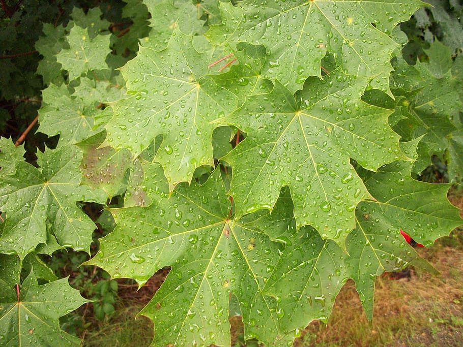 rain, raining, mist, misting, dew, raindrop, raindrops, leaf HD wallpaper