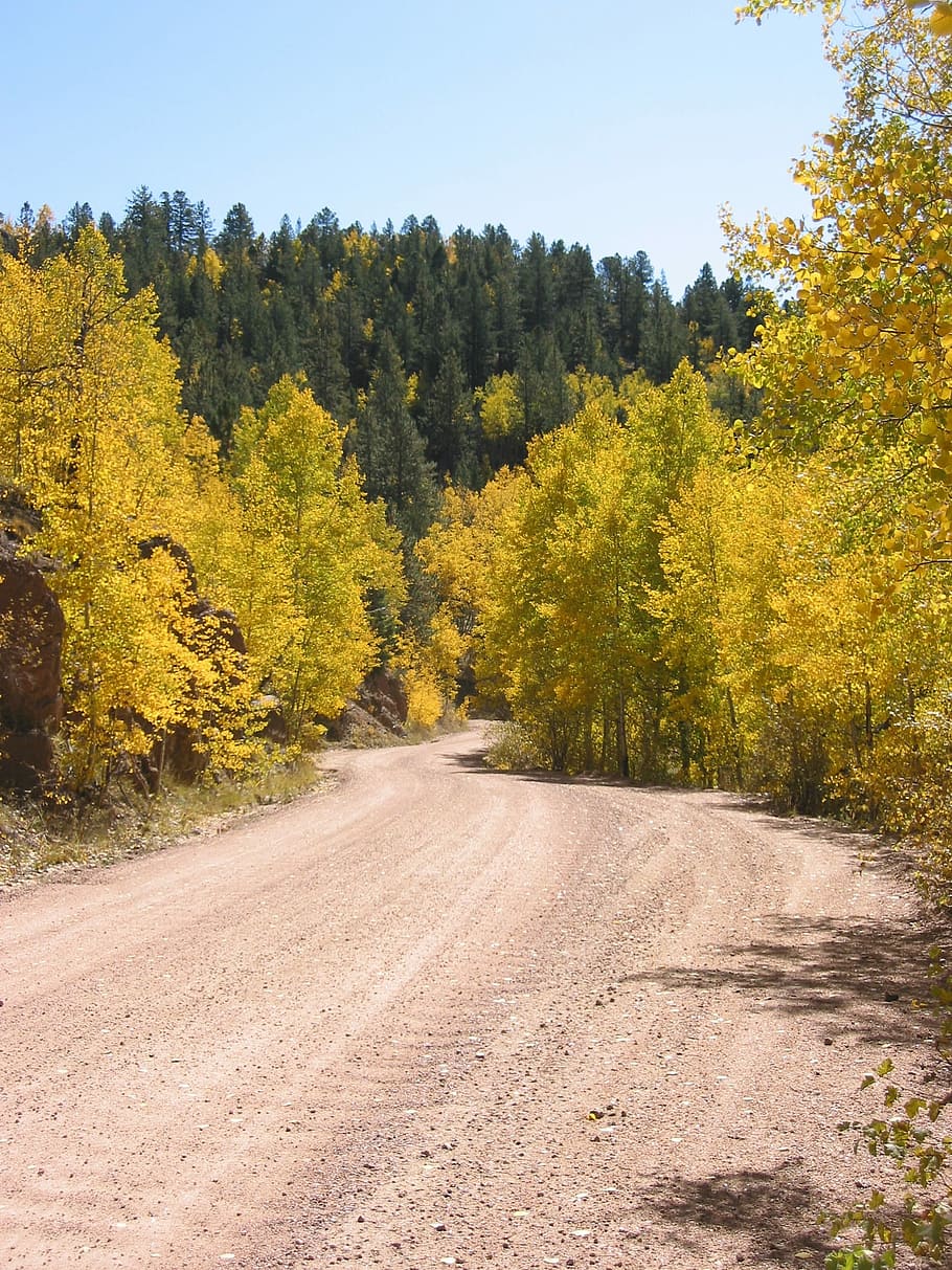 Aspen, Colorado, Forest, Tree, Autumn, mountain, yellow, rocky HD wallpaper