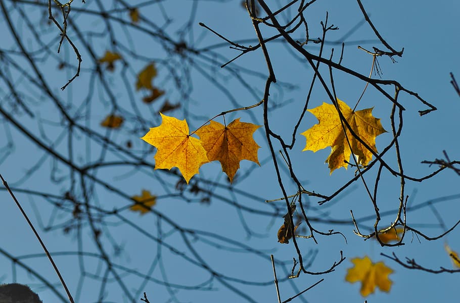 yellow leaf, low angle photo of brown leaf, tree, branch, autumn HD wallpaper