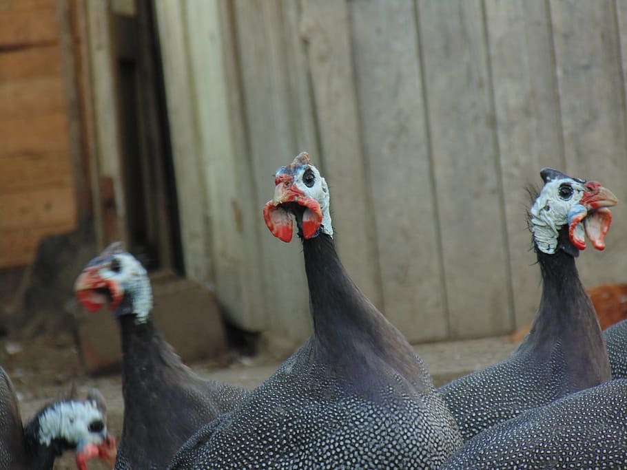 fowl, birds, animals, animal themes, group of animals, vertebrate HD wallpaper